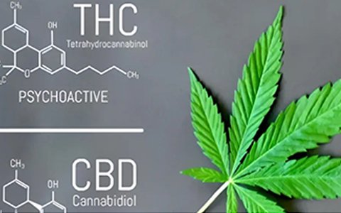 YABO鸭脖官网参与起草的工业大麻团体标准已经实施了！